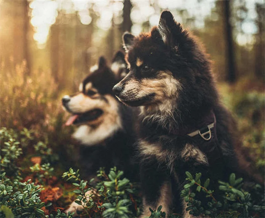 犬のてんかん治療：臭化カリウムの効果と副作用を獣医師が解説