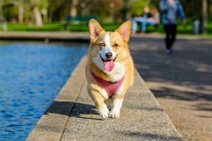 猫好きさん必見！猫みたいな犬種トップ3