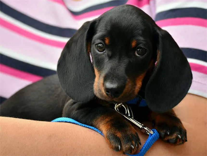 子犬の成長が止まるのはいつ？ 知っておくべき完全ガイド