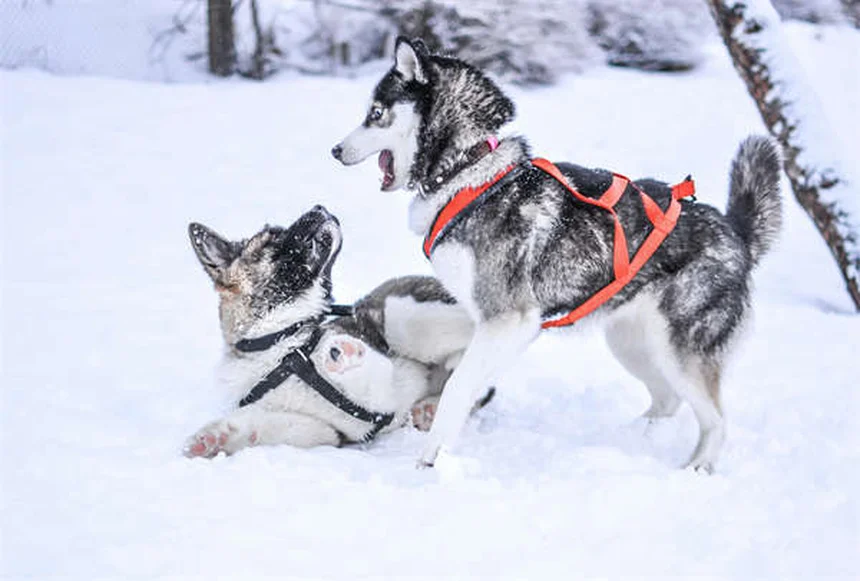 子犬の成長が止まるのはいつ？ 知っておくべき完全ガイド
