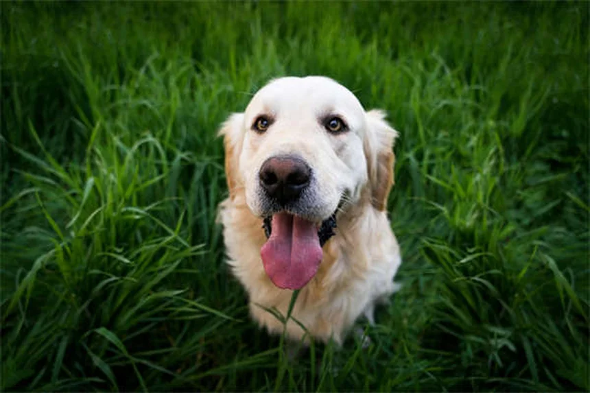 ノープル犬用ハーネス完全ガイド：選び方と効果を徹底解説