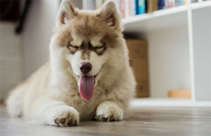 なぜ犬を怒鳴ると噛むのか？しつけに科学的な理由