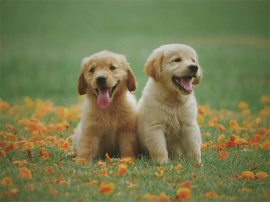 犬の汗の正体とは？知っておきたい体温調節の秘密
