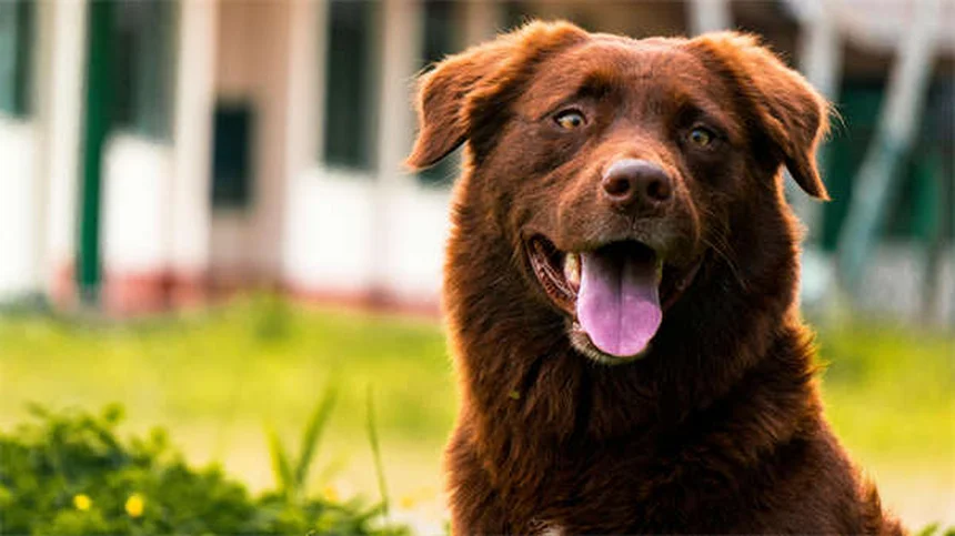 愛犬とのハイキングに最低限必要な装備7選