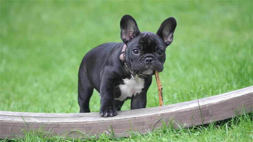 犬を落ち着かせる音楽とは？研究が証明した効果とおすすめジャンル