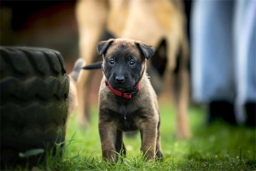 犬の下痢にイモジウム®は安全？正しい量とリスクを獣医が解説