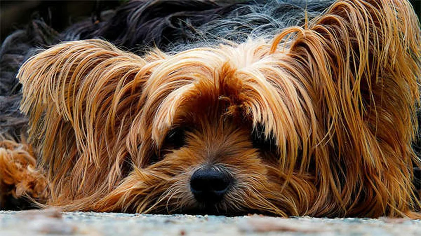 犬の下痢にイモジウム®は安全？正しい量とリスクを獣医が解説