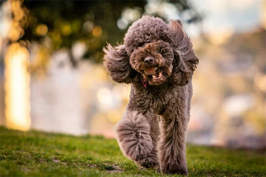 犬が何でも舐めてしまう！その原因と今すぐできる解決策