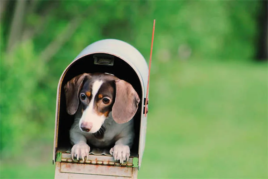 犬の心筋梗塞の症状5選！見逃さないでほしい緊急サイン