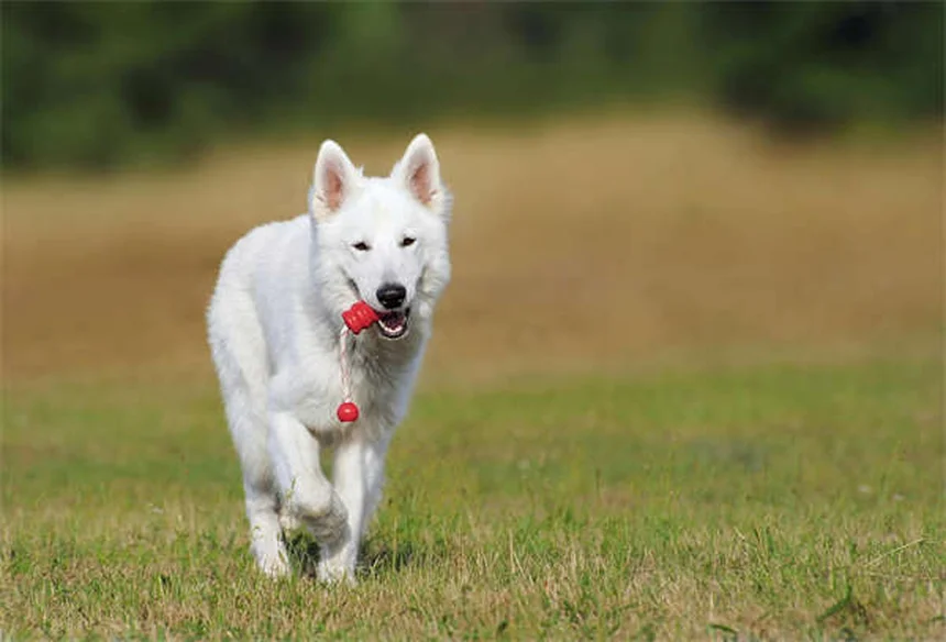 犬の睾丸腫瘍の症状・治療法・予防法を獣医師が解説｜見逃しやすいサインと完治の可能性