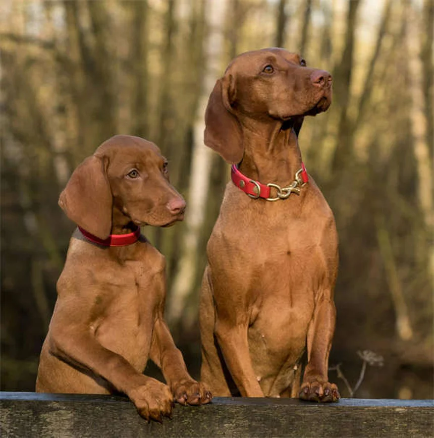 フェッチを嫌がる犬でも大丈夫！3つのステップで教える方法