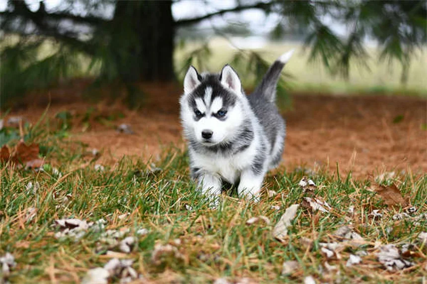 「家ではできるのに外でできない」を解決！犬のおすわりトレーニング完全ガイド