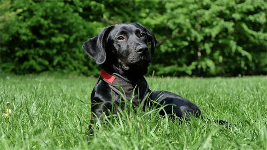 犬が死んだ動物の上で転がる理由と対策方法