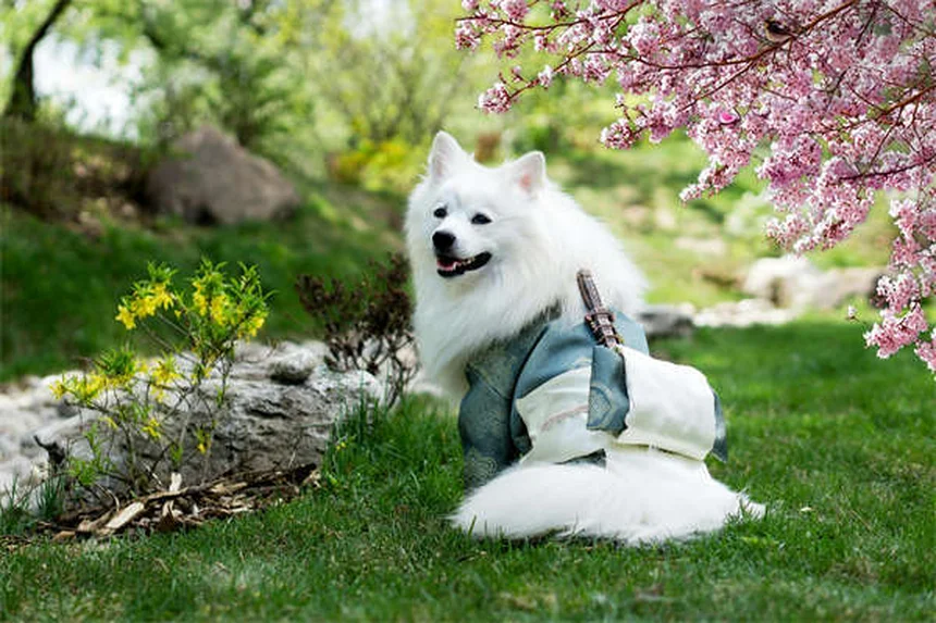 子犬の歯の生え変わりはいつから？いつまで？注意点と対処法