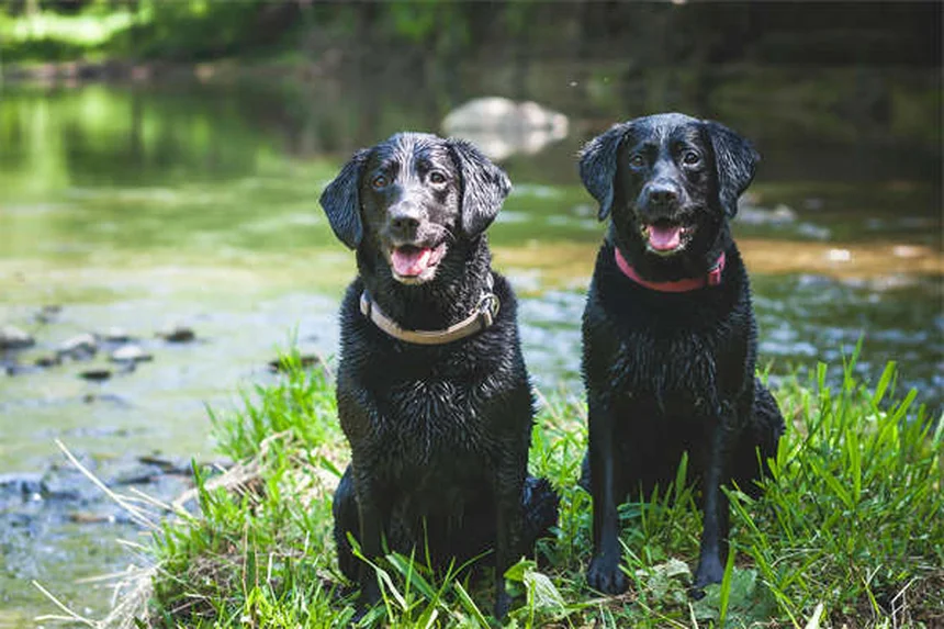 子犬の歯の生え変わりはいつから？いつまで？注意点と対処法