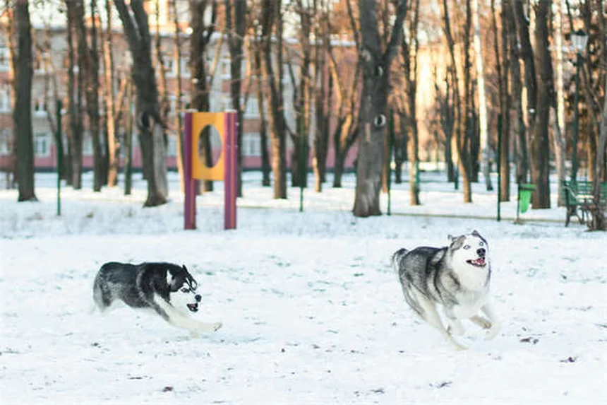 犬のDIC診断と治療で知っておくべき5つの重要ポイント
