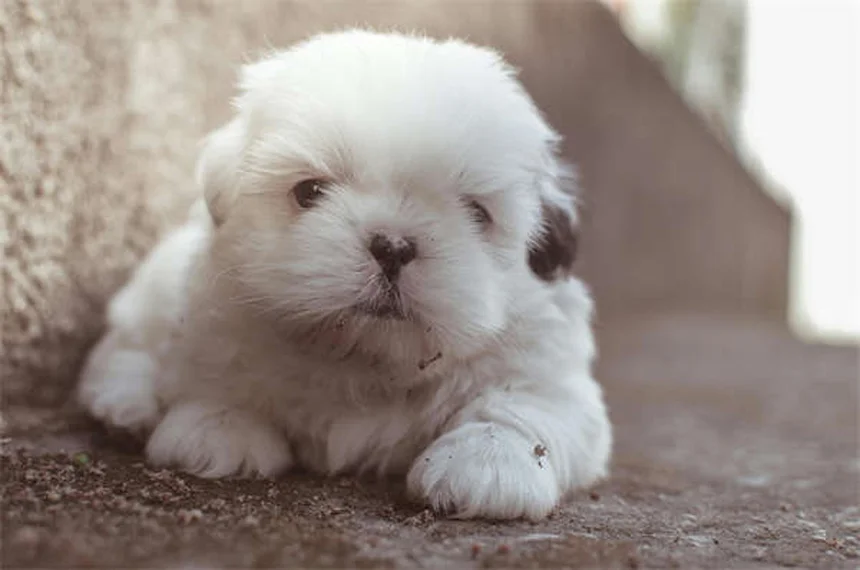 犬のDIC診断と治療で知っておくべき5つの重要ポイント