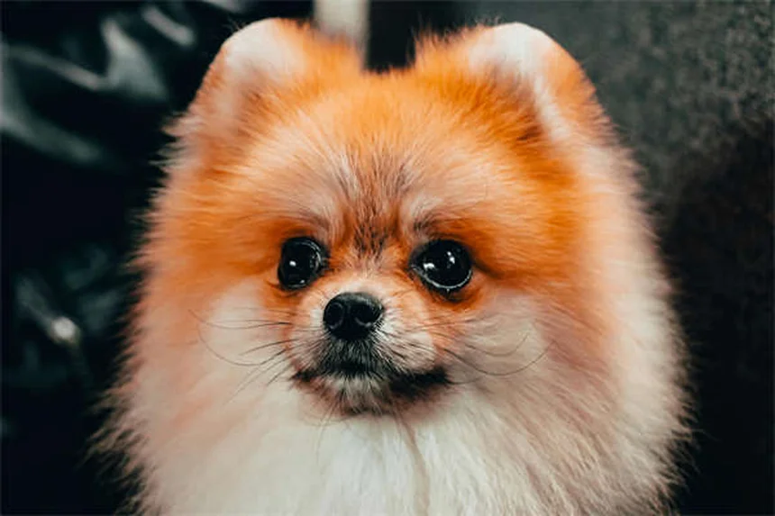 犬用ベッドの正しい洗い方と洗濯の頻度