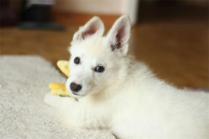 【獣医推奨】CosequinとDasuquinの違い｜犬・猫の関節サプリ選び方