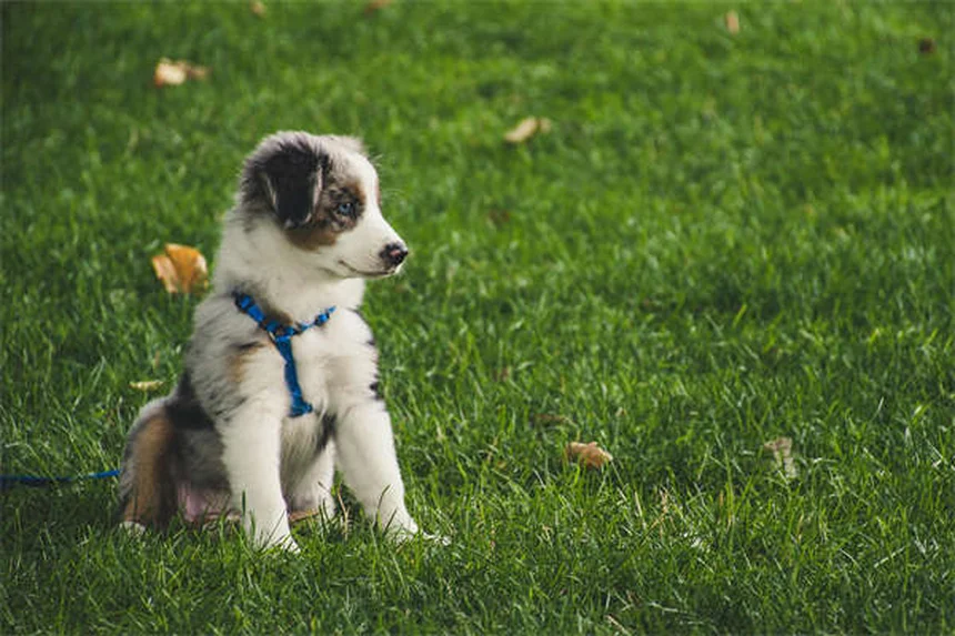 シプロヘプタジンで犬猫の食欲が戻る？実体験から見る3つの注意点