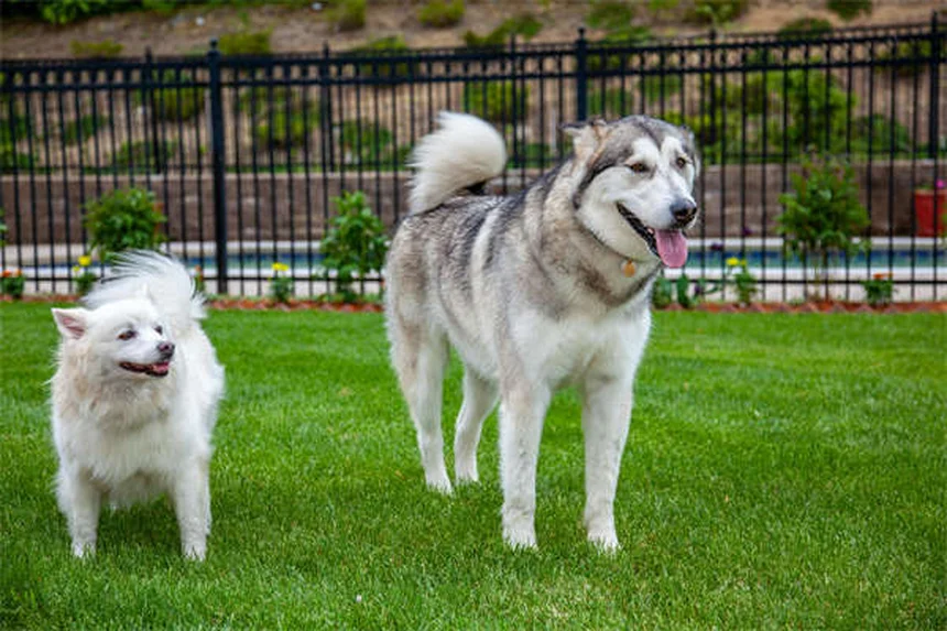 犬の唾液アレルギーの症状と今すぐできる5つの対策