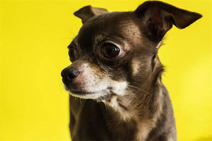 初心者でもできる！自宅で愛犬と始めるドガの実践法