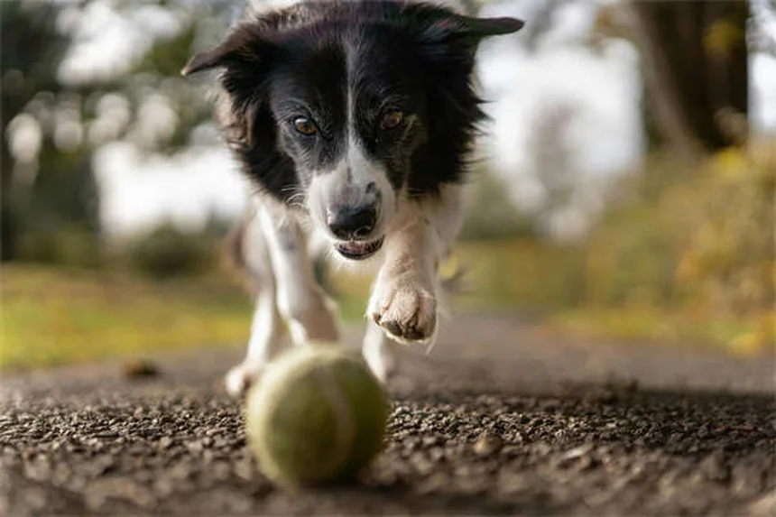 初心者でもできる！自宅で愛犬と始めるドガの実践法