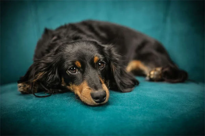 【ゆっくりが鍵】犬同士を安全に紹介する正しい方法