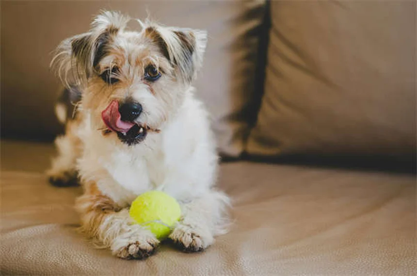 【ゆっくりが鍵】犬同士を安全に紹介する正しい方法