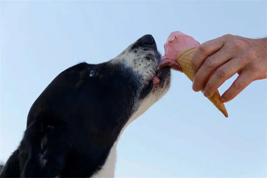犬の口の清潔さの真実！唾液感染のリスクと対処法