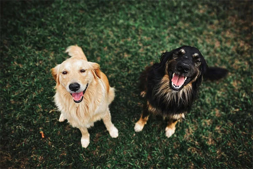犬の口の清潔さの真実！唾液感染のリスクと対処法