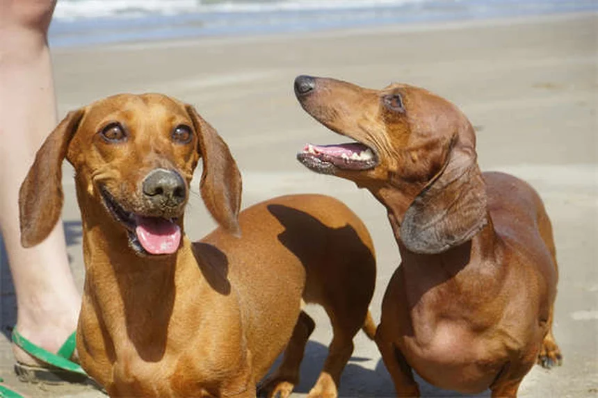 犬の口の清潔さの真実！唾液感染のリスクと対処法