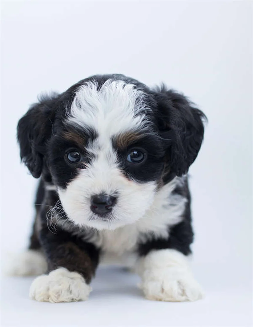 犬のうんちの危険性と正しい掃除方法 ～知っておくべき3つのポイント～