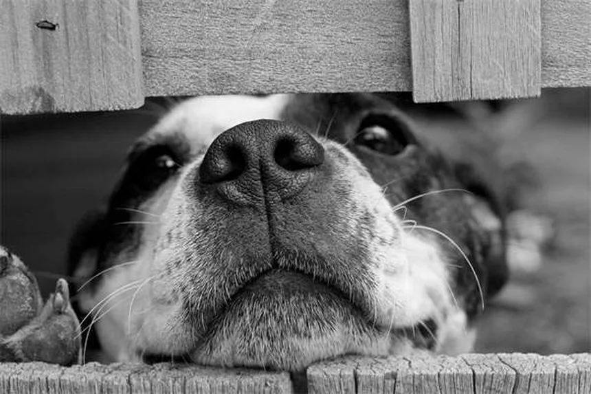 猫の行動の秘密：知られざる5つの誤解と真実