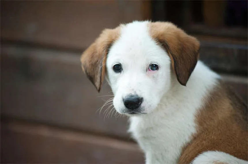 犬の花粉アレルギー：症状から治療まで徹底ガイド
