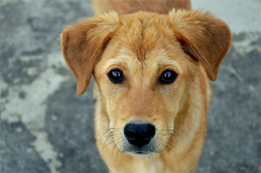 犬の花粉アレルギー：症状から治療まで徹底ガイド