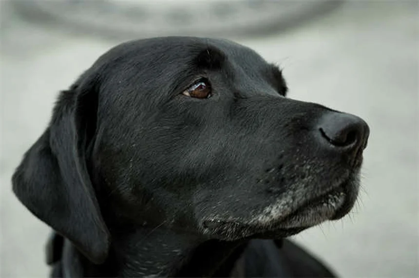 【チンチラの胃潰瘍】原因・症状・治療法を徹底解説！飼い主ができること