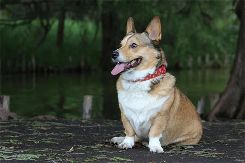 犬のダントロレン 効果と副作用の実態